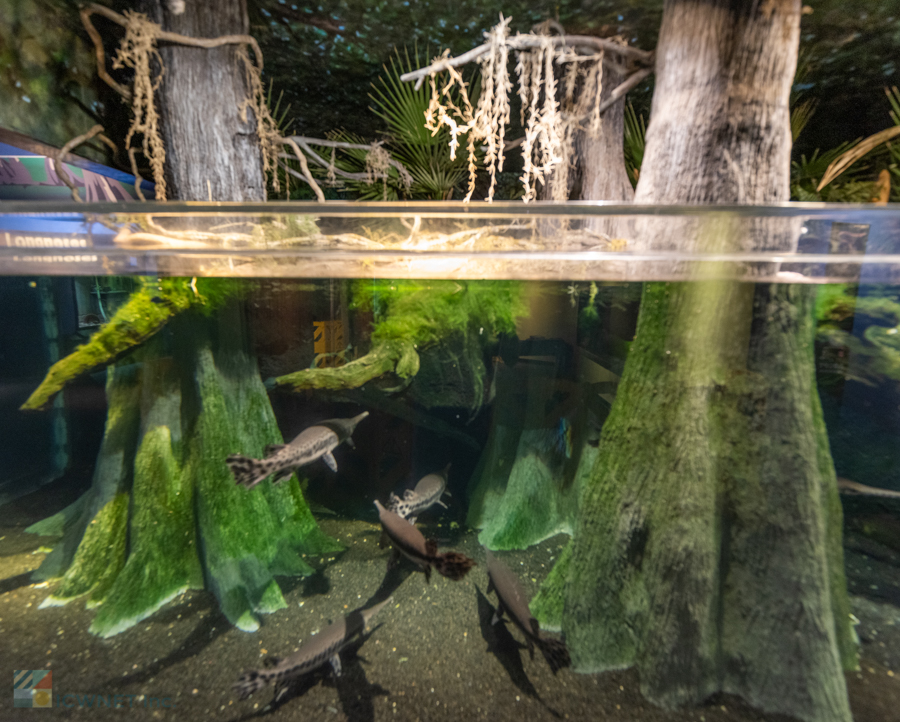 NC Aquarium PKS