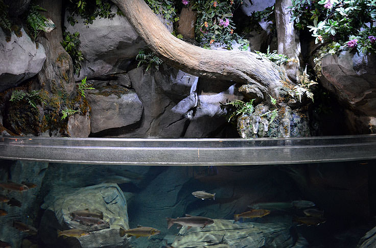 A small tank at N.C. Aquarium at Pine Knoll Shores