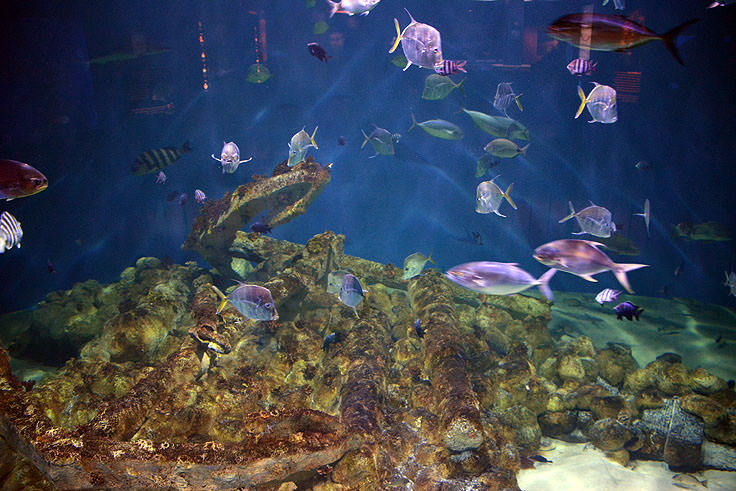 A tank view at N.C. Aquarium at Pine Knoll Shores