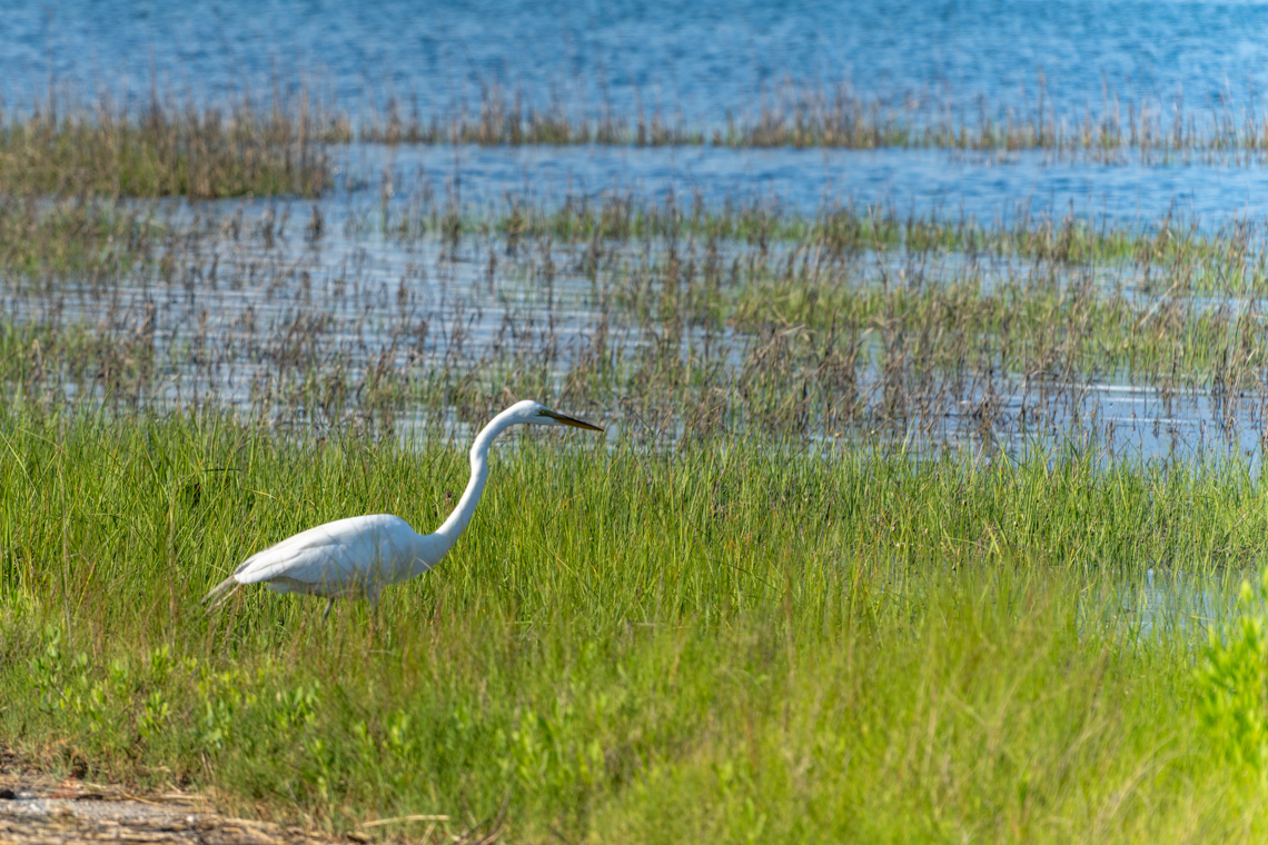 Conchs Point Morehead City NC