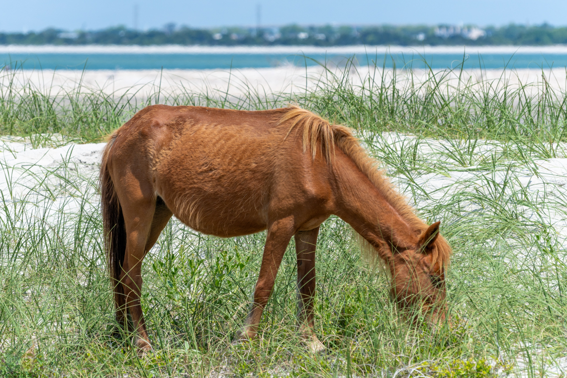 Shackleford Banks