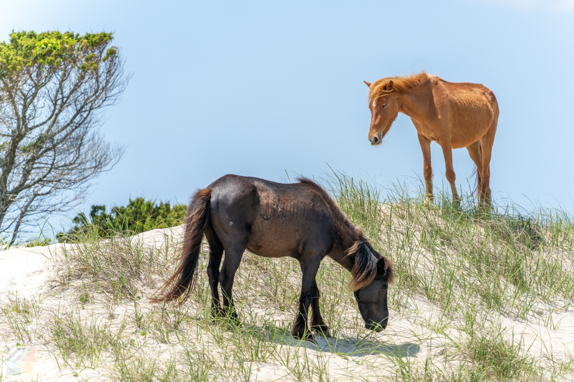 Shackleford Banks
