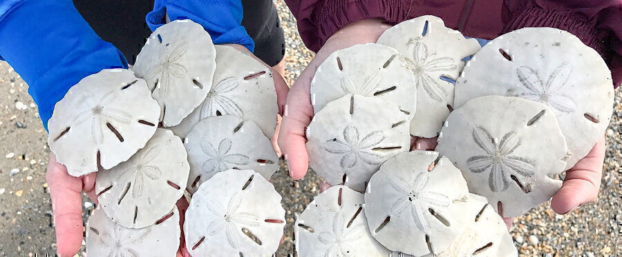 Sand dollars found on an Island Ferry Adventures tour