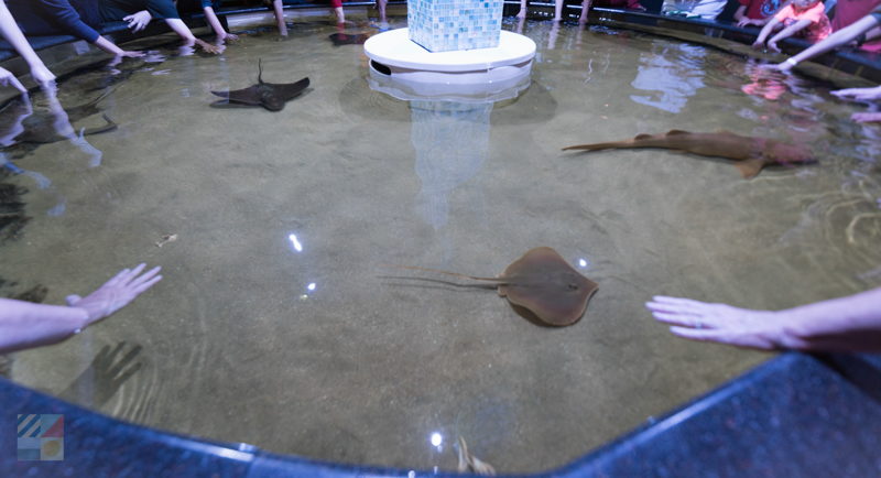 Exhibits at N.C. Aquarium at Pine Knoll Shores