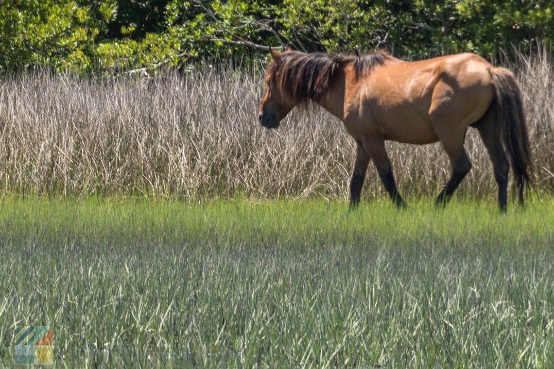 Rachel Carson Coastal Estuarine Reserve