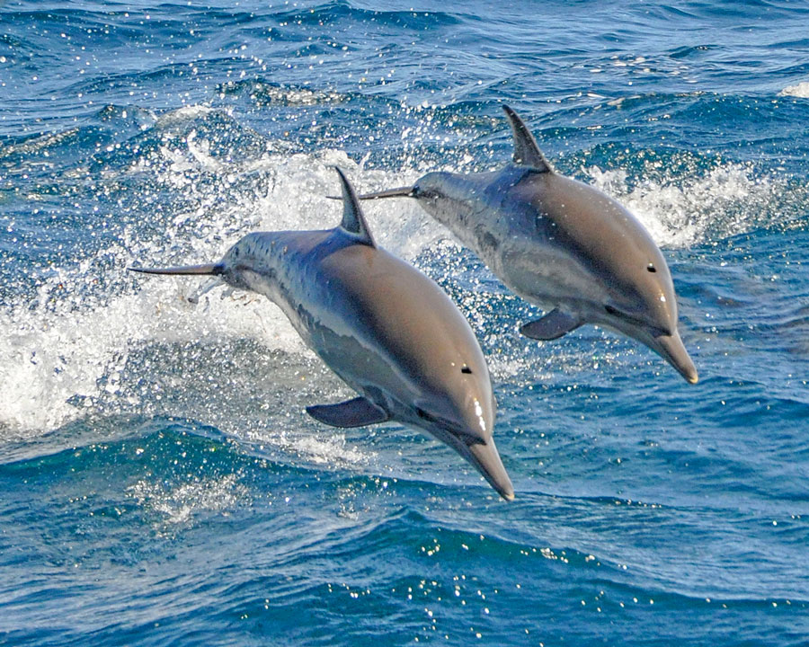 Miss Crystal Coast Cruises - dolphins jumping
