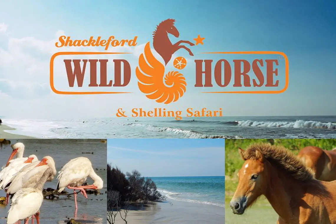 Shackleford Wild Horse & Shelling Safari