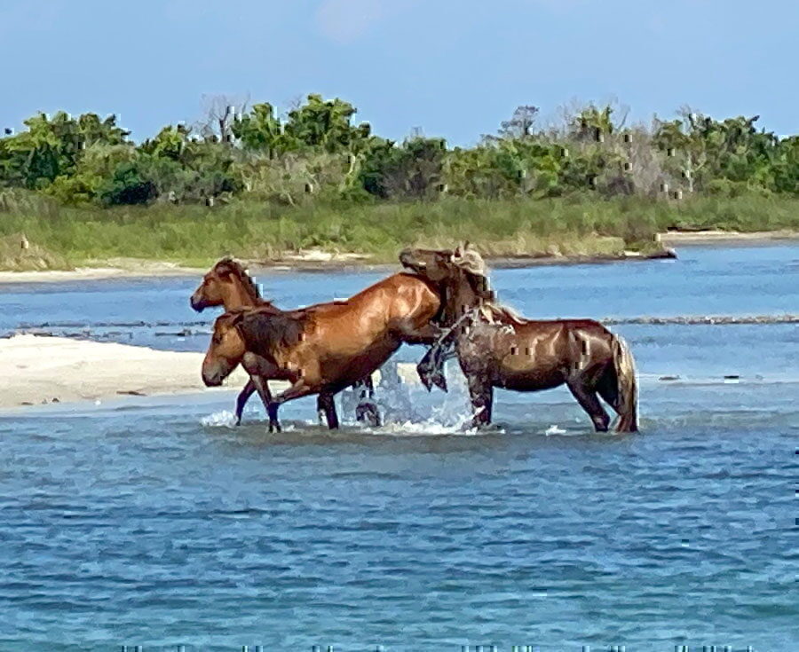 shackleford banks eco tours