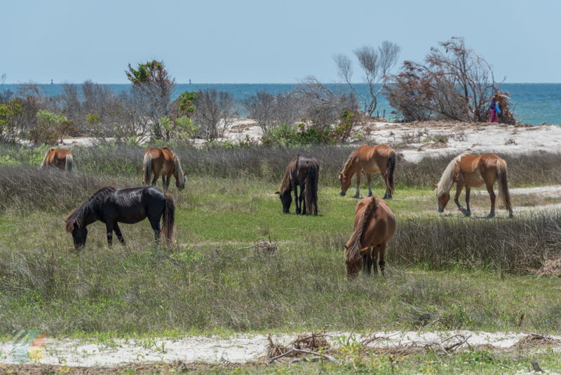 Shackleford Banks