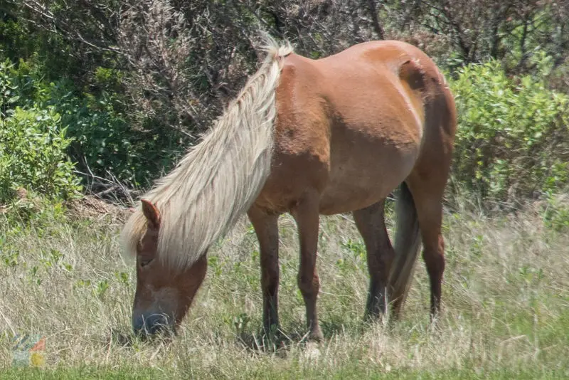 Shackleford Banks