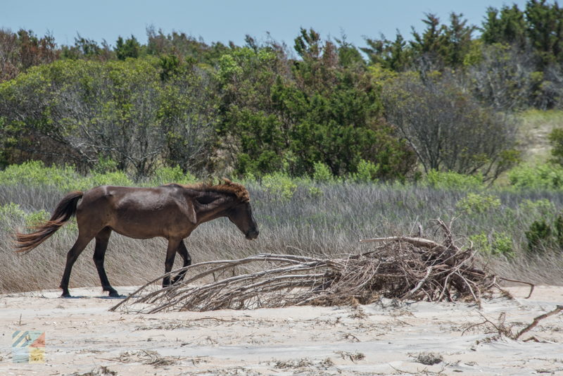 Shackleford Banks