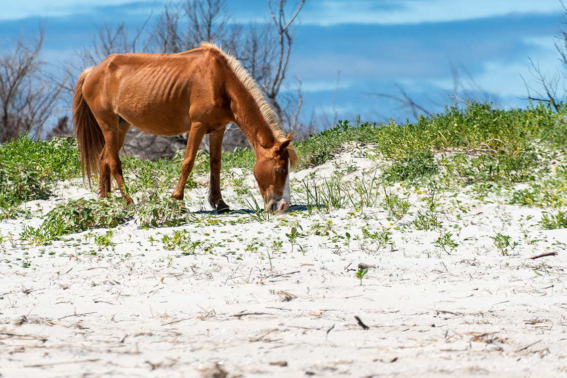 shackleford-banks-wild-horses-hero24.jpg