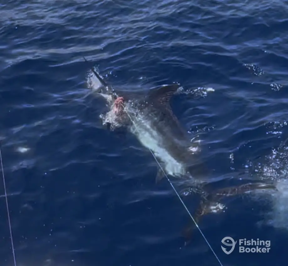 Marked Off Charters charter image 4